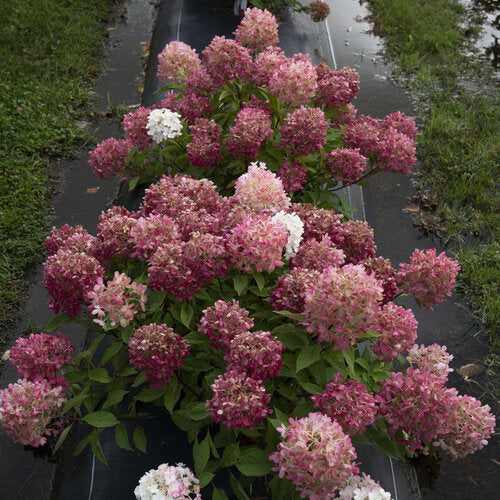Hydrangea Fire Light Tidbit