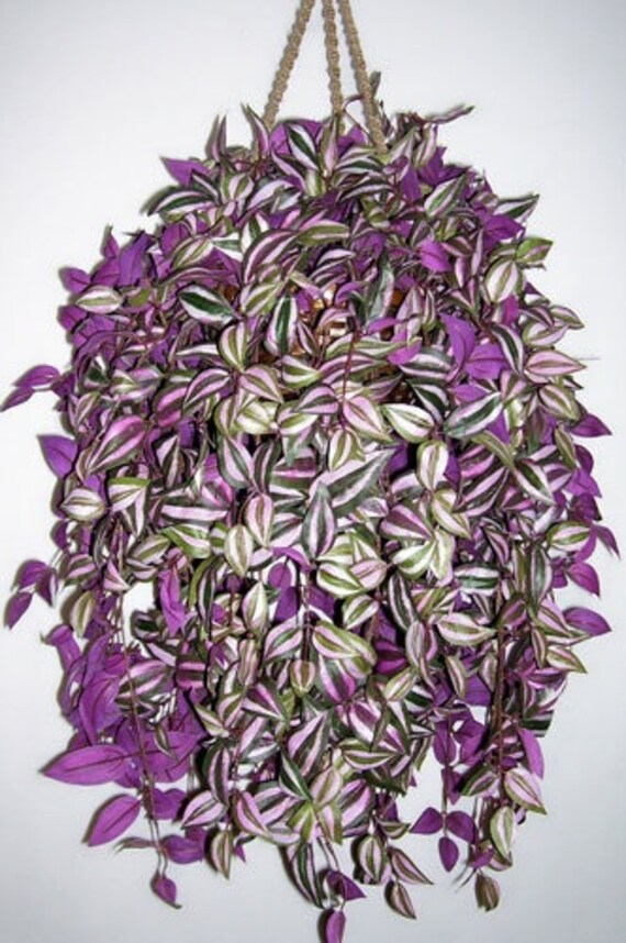 Hanging Basket - Wandering Jew