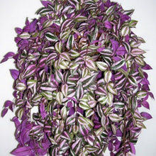 Load image into Gallery viewer, Wandering Dude &amp; Bridal Veil