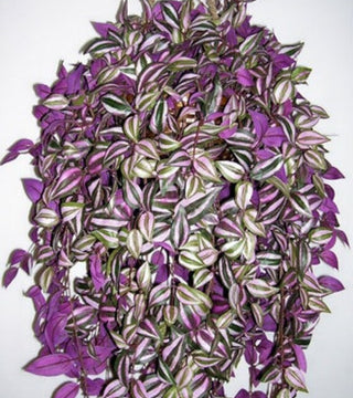 Hanging Basket - Wandering Jew