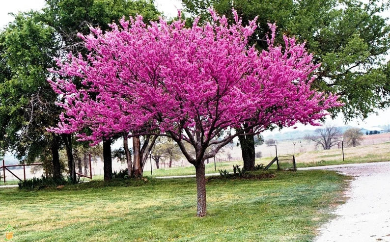 Cercis canadensis - Eastern Redbud 7 gal Pre-Order