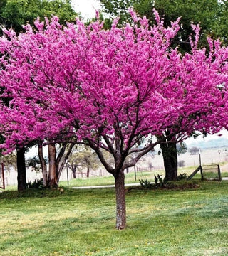 Cercis canadensis - Eastern Redbud 7 gal Pre-Order