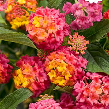 Load image into Gallery viewer, LANTANA Luscious Berry Blend Annual