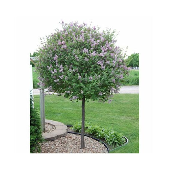 Syringa 'Bloomerang' Lilac-Tree Form