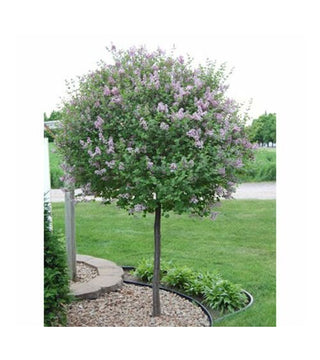 Syringa 'Bloomerang' Lilac-Tree Form