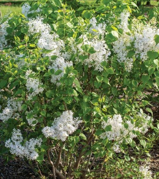 New Age White Lilac