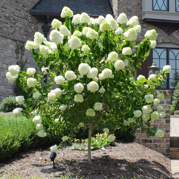 Hydrangea paniculata 'Limelight' Tree