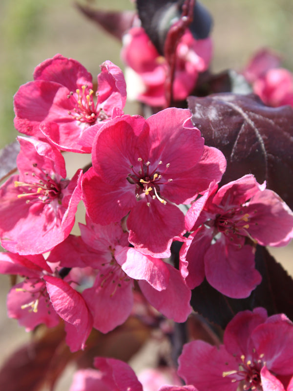 Perfect Purple Crabapple 10 gal pre-order