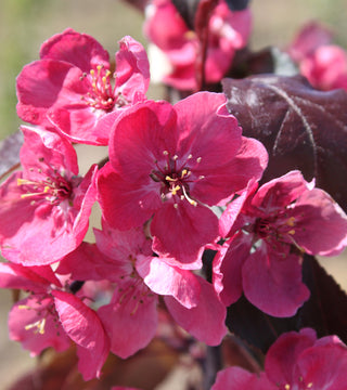 Perfect Purple Crabapple 10 gal pre-order