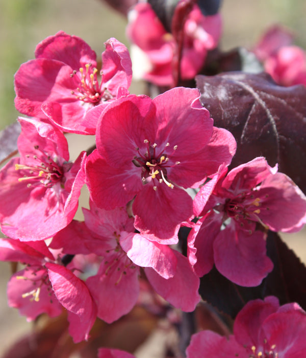 Perfect Purple Crabapple 10 gal pre-order