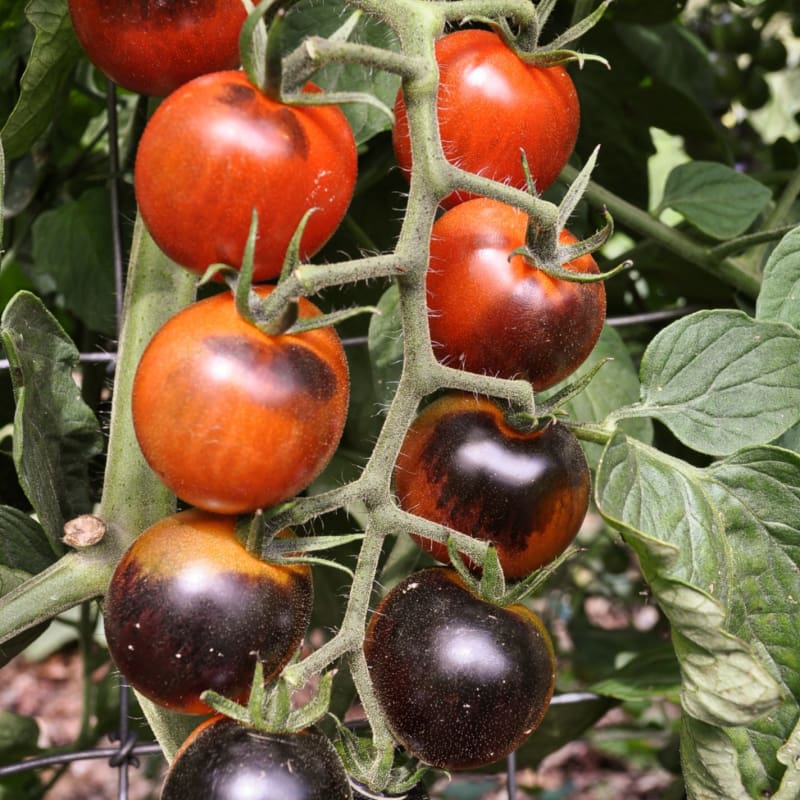 Midnight Snack Tomato Plant