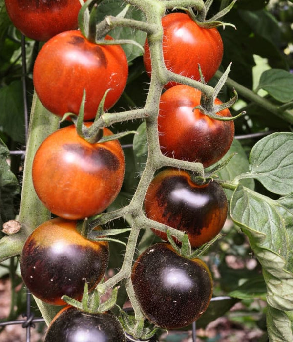 Midnight Snack Tomato Plant