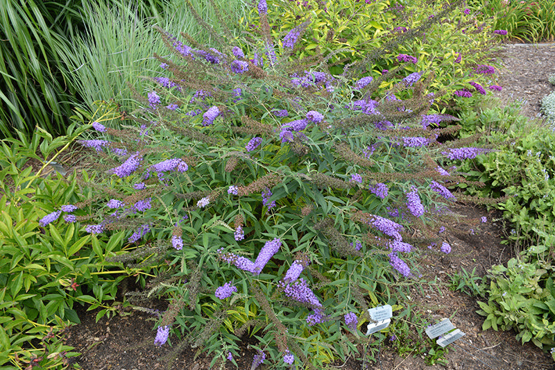 Buddleia Monarch 'Blue Knight'