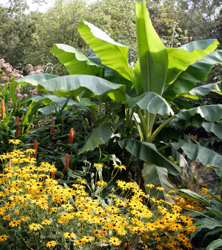 Musa Basjoo Banana Tree ~ SAVE $3 ONLINE