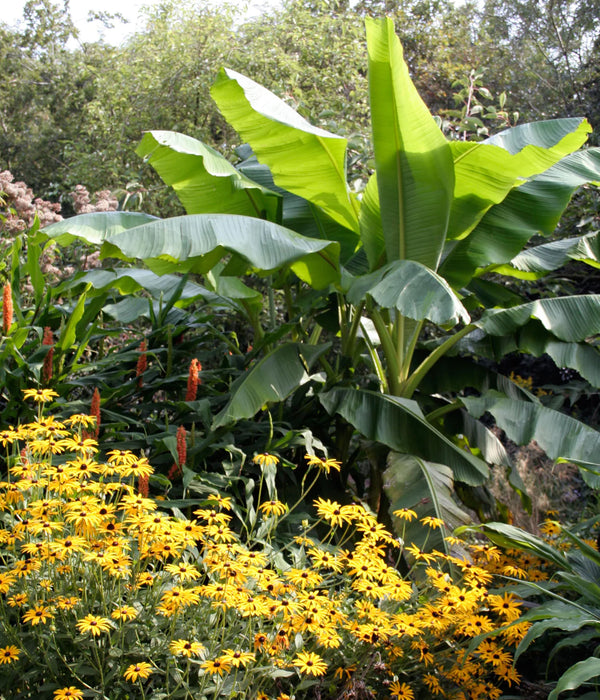 Musa Basjoo Banana Tree ~ SAVE $3 ONLINE