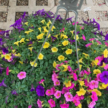 Load image into Gallery viewer, Mixed Combination Hanging Baskets