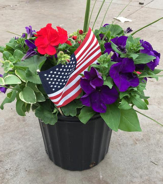 Rhoads Patriotic Container Garden