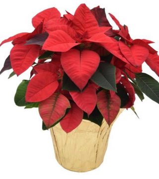 Classic Red Jumbo Poinsettia - 8