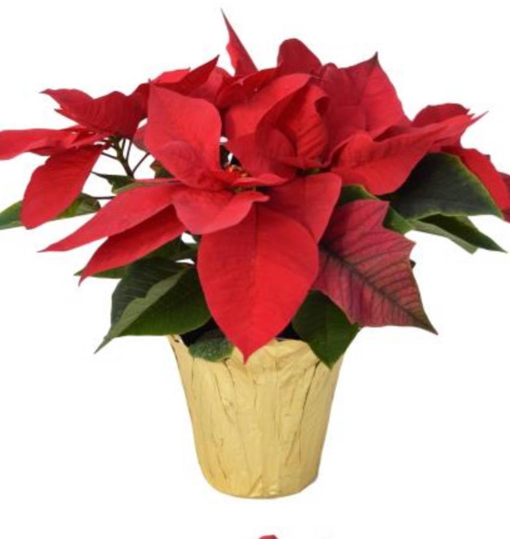 Classic Red Poinsettia 6.5