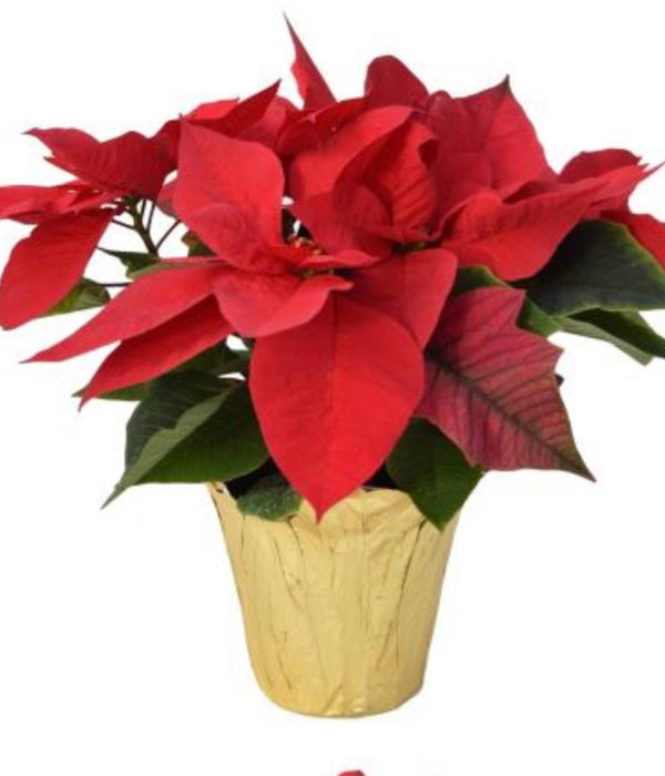 Classic Red Poinsettia 6.5