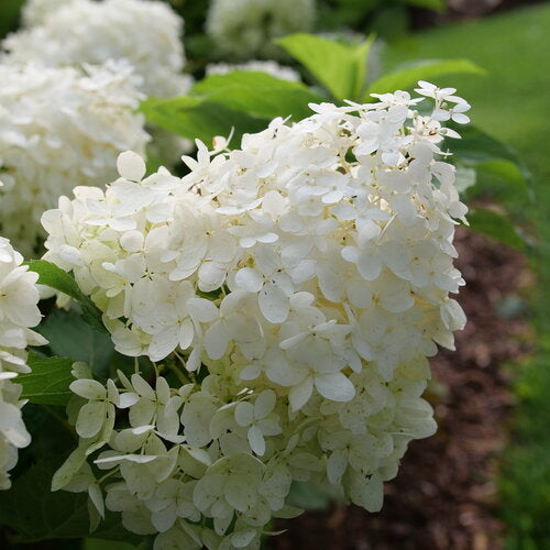 Hydrangea 'Puffer Fish' – Rhoads Garden Center