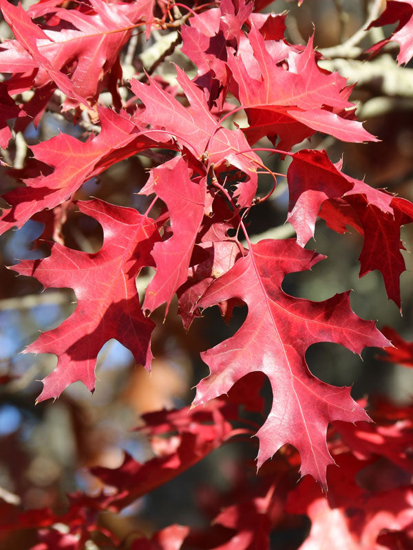 Scarlet Oak 10 gal pre-order