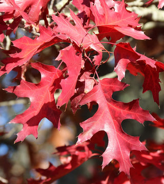 Scarlet Oak 10 gal pre-order