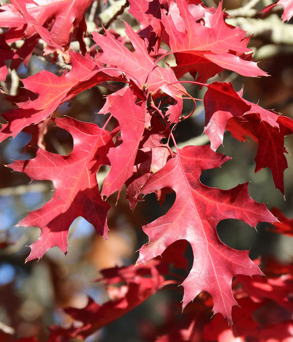 Scarlet Oak 10 gal pre-order