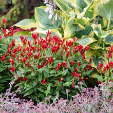 Load image into Gallery viewer, Spigelia Apple Slices