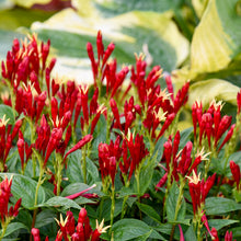 Load image into Gallery viewer, Spigelia Apple Slices