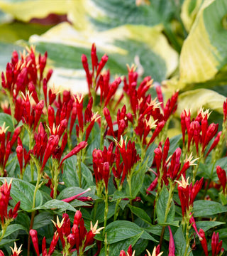Spigelia Apple Slices