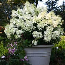Load image into Gallery viewer, Bobo Hydrangea