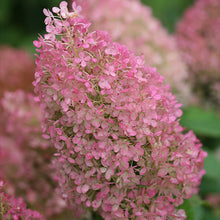 Load image into Gallery viewer, Bobo Hydrangea