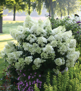 Bobo Hydrangea