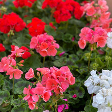 Load image into Gallery viewer, Giant Geranium Pre-Order