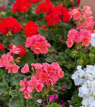 Giant Geranium Pre-Order
