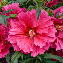 Load image into Gallery viewer, Hibiscus Watermelon Ruffles