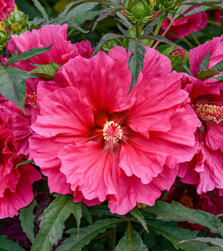 Hibiscus Watermelon Ruffles