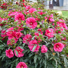 Load image into Gallery viewer, Hibiscus Watermelon Ruffles