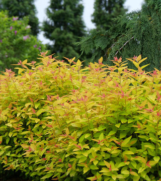 Spirea Double Play Candy Corn