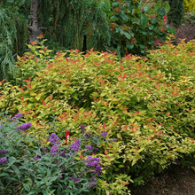 Load image into Gallery viewer, Spirea Double Play Candy Corn