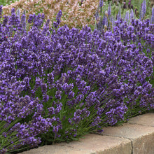 Load image into Gallery viewer, Lavender Super Blue