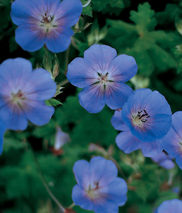 Geranium 'Rozanne'