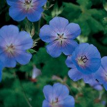 Load image into Gallery viewer, Geranium &#39;Rozanne&#39;