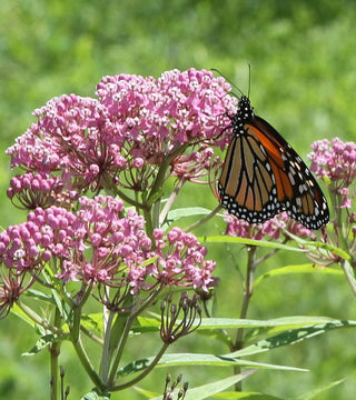 Aesclepias incarnata-Swamp Milkweed