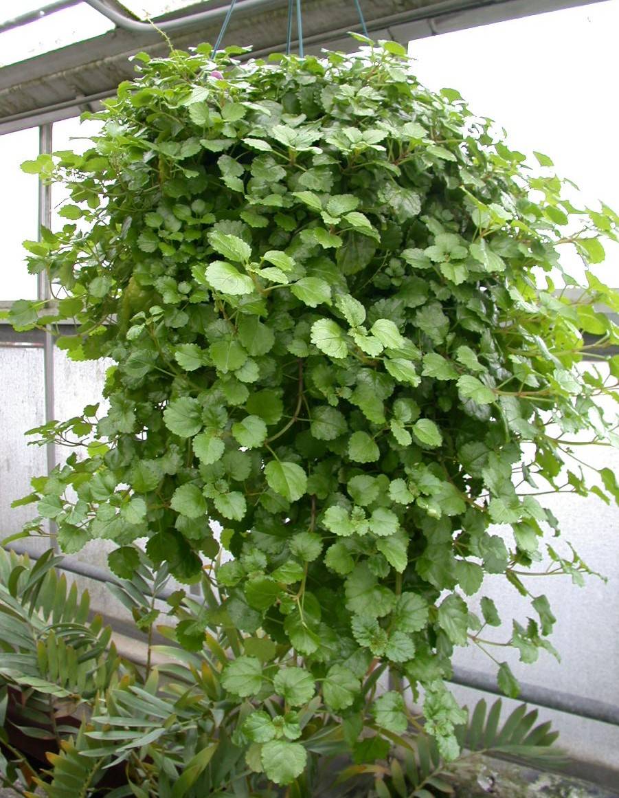 Swedish Ivy Basket