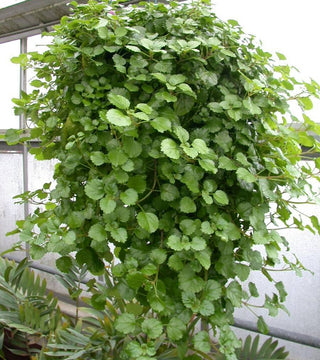 Swedish Ivy Basket