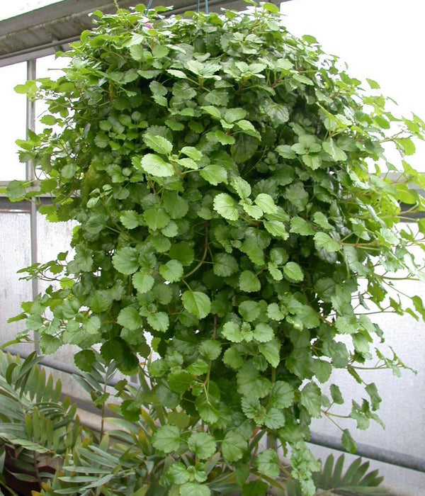 Swedish Ivy Basket