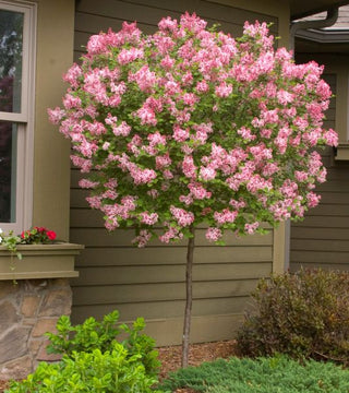 Tinkerbelle Lilac Tree Form