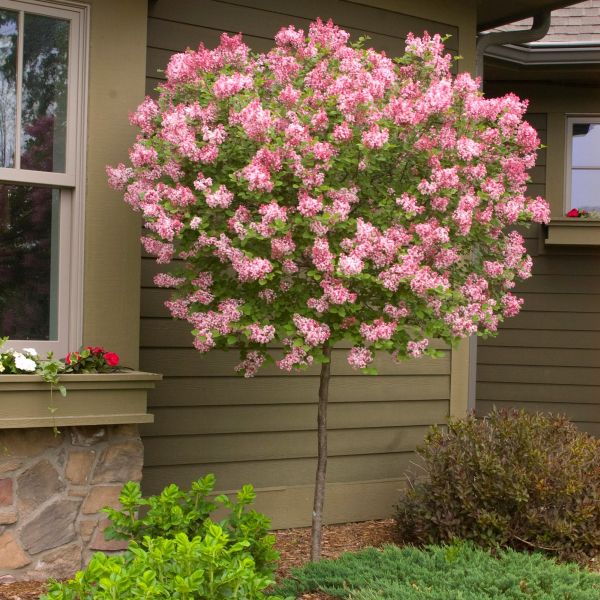 Tinkerbelle Lilac Tree Form